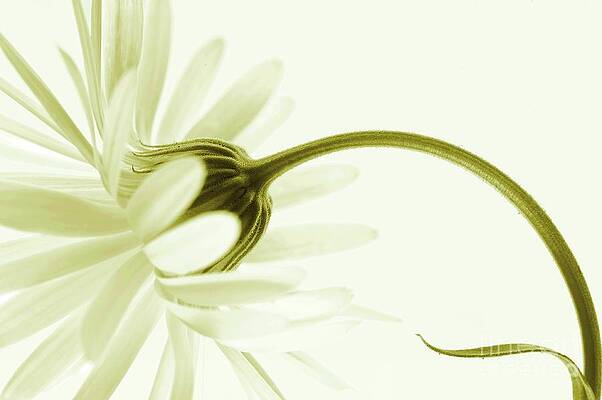 Wall Art - Photograph - Artless #1 by Priska Wettstein