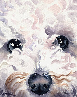 Wall Art - Painting - Bichon Frise #1 by David Rogers