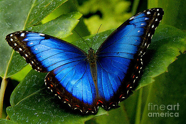 Blue Morpho Butterfly Wall Art Fine Art America