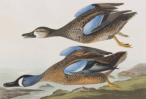 Wall Art - Painting - Blue Winged Teal by John James Audubon