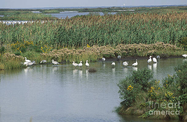 Wall Art - Photograph - Brigantine Forsythe Nwr #1 by John Kaprielian