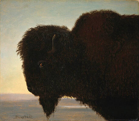 Buffalo Head Print by Albert Bierstadt