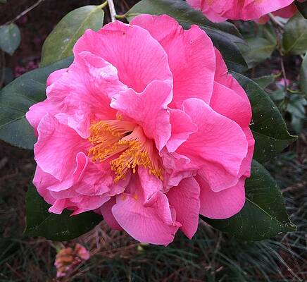 Camellia by LESSANDRA GRIMLEY Camellia by LESSANDRA GRIMLEY