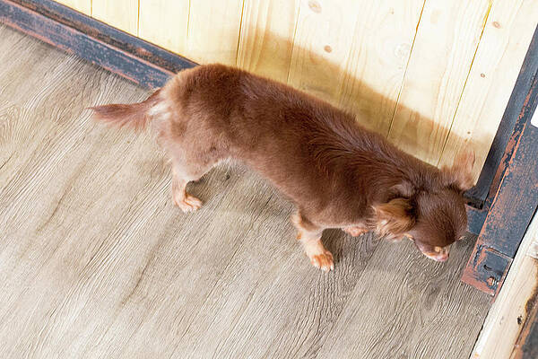  Photograph - Chihuahua,dog In Puppy Day Isolate On Background,front View From #1 by Suthiporn Hanchana