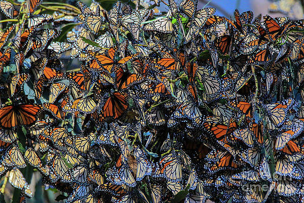 Wall Art - Photograph - Clustering #1 by Craig Corwin