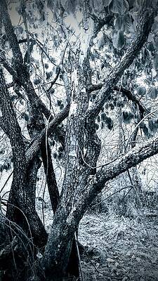 Cold n Quiet by Jennifer Bickford