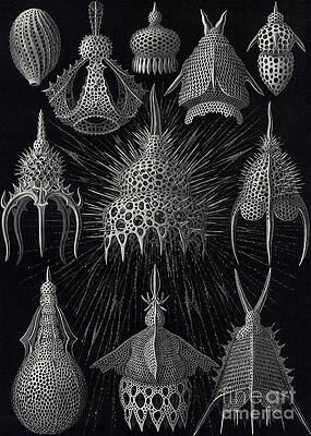 Wall Art - Drawing - Cyrtoidea by Ernst Haeckel