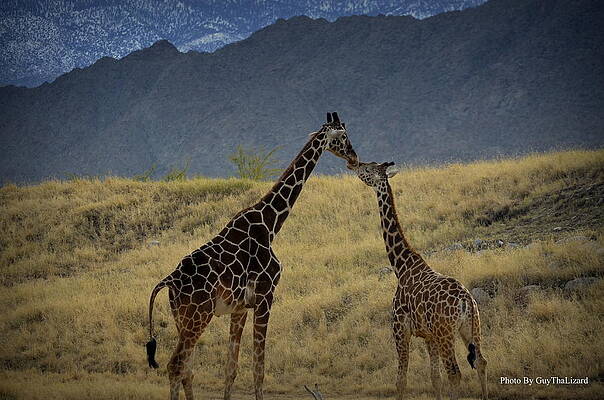 Desert Palm Giraffe 001 by Guy Hoffman Desert Palm Giraffe 001 by Guy Hoffman