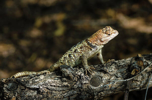 Desert Spiny Lizard by Emily Bristor Desert Spiny Lizard by Emily Bristor