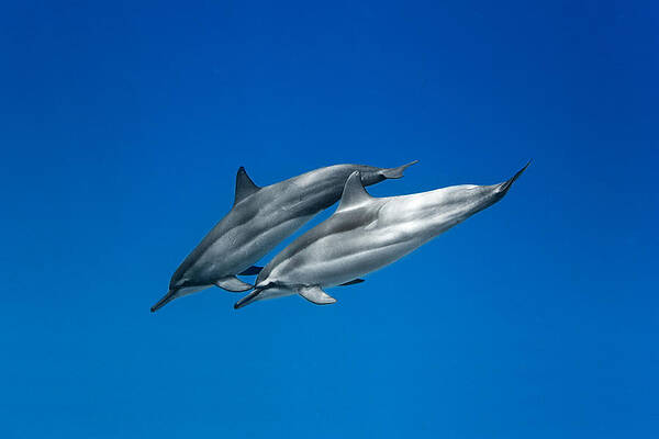 Wall Art - Photograph - Dolphin Pair by Sean Davey