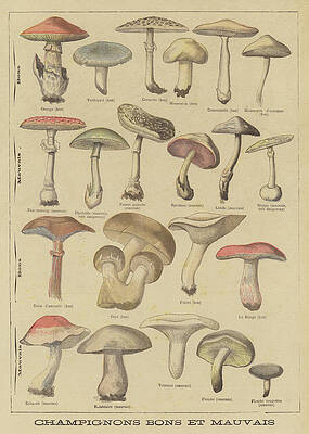 Fungi Drawings Fine Art America If you like the drawings produced by the street artists then you will love the drawings category. fungi drawings fine art america