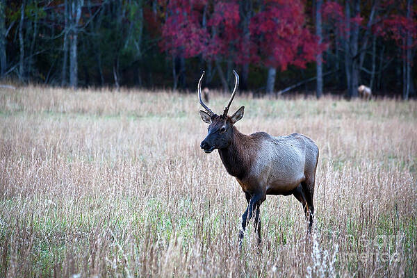 Wall Art - Photograph - Elk in the Field #1 by Jill Lang