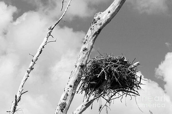 Wall Art - Photograph - Empty Nest 2 #2 by Robert Wilder Jr