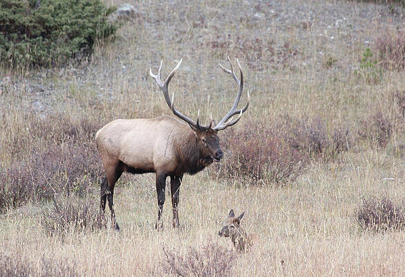 FAAbullelk111RMNP by Bruce Dunavin FAAbullelk111RMNP by Bruce Dunavin