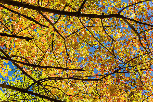Wall Art - Photograph - Fall's approach #1 by SAURAVphoto Online Store