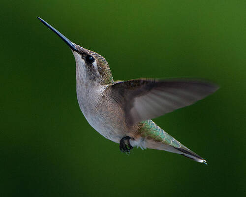Wall Art - Photograph - Female Ruby Throated Hummingbird #1 by Brenda Jacobs