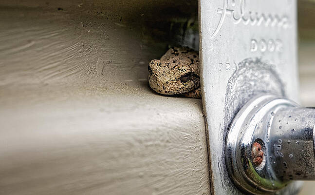 Garage Door Tree Frog by Lars Lentz Garage Door Tree Frog by Lars Lentz
