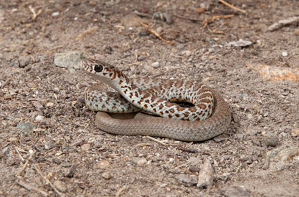 Western Yellow-bellied Racer - Juvenile by Damon Calderwood