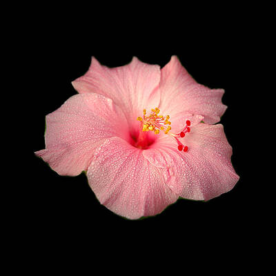 Hibiscus by David Weeks Hibiscus by David Weeks