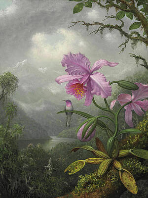 Hummingbird Perched on the Orchid Plant Print by Martin Johnson Heade