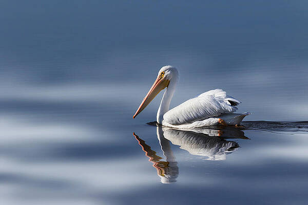 Wall Art - Photograph - Into The Light #1 by Kim Hojnacki