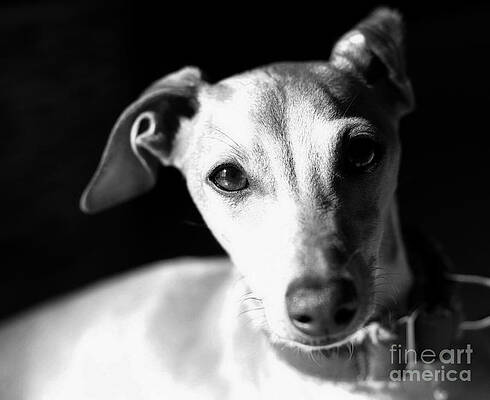 https://render.fineartamerica.com/images/images-profile-flow/400/images/artworkimages/mediumlarge/1/1-italian-greyhound-portrait-in-black-and-white-angela-rath.jpg