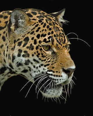 Wall Art - Photograph - Jaguar #1 by Larry Linton