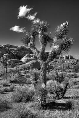 Wall Art - Photograph - Joshua Tree and Cloud by Peter Tellone
