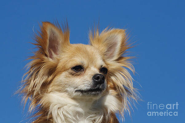Wall Art - Photograph - Long-haired Chihuahua #1 by Brinkmann/Okapia