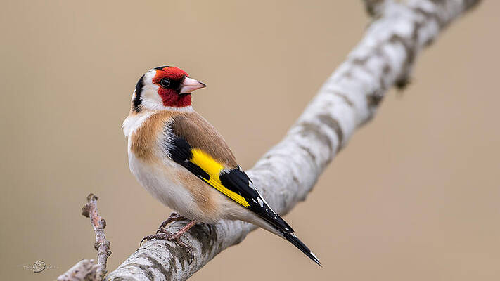 Looking behind2 by Torbjorn Swenelius Looking behind2 by Torbjorn Swenelius