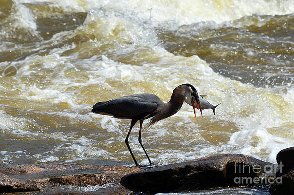 Lunch in the James River 14 by Afroditi Katsikis Lunch in the James River 14 by Afroditi Katsikis