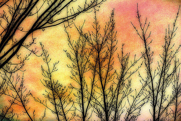 Wall Art - Photograph - Memory of Trees #2 by Bob Orsillo