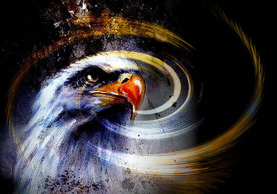 American Eagle Paintings Page 16 Of 25 Fine Art America