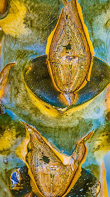 Wall Art - Photograph - Natures Abstract #2 by Julie Palencia