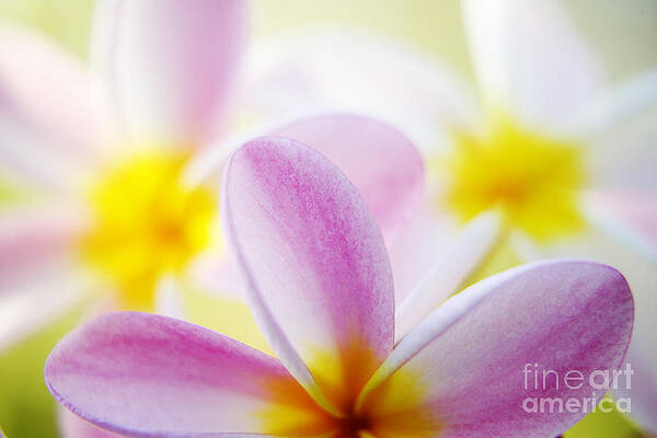 Wall Art - Photograph - Plumeria Blossoms #1 by Carl Shaneff - Printscapes