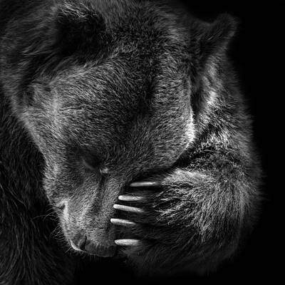 Wall Art - Photograph - Portrait of Bear in black and white #2 by Lukas Holas