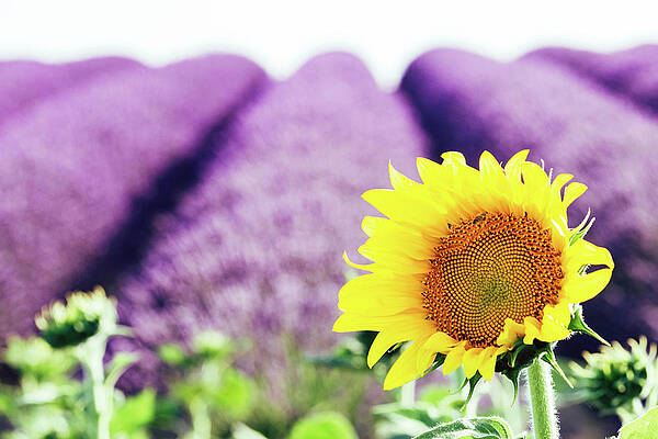 Wall Art - Photograph - Provence #1 by Francesco Riccardo Iacomino