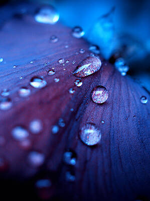 Raindrops by Yuka Kato Raindrops by Yuka Kato