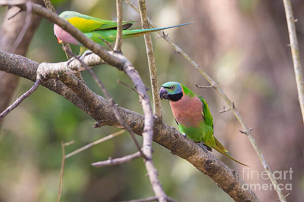 Wall Art - Photograph - Red-breasted Parakeets, India #1 by B. G. Thomson