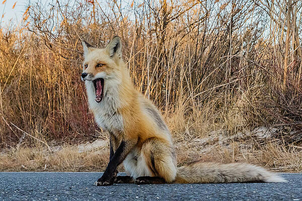 Wall Art - Photograph - Red fox mouth open #1 by SAURAVphoto Online Store