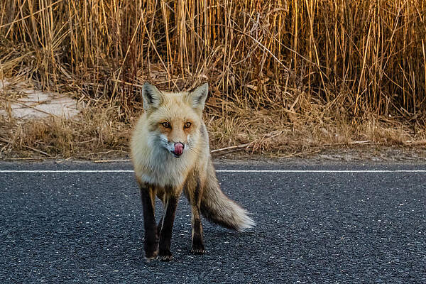 Wall Art - Photograph - Red fox #1 by SAURAVphoto Online Store