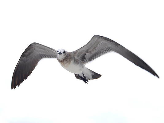 Sea Gull by James Granberry Sea Gull by James Granberry