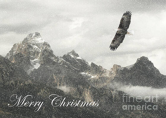 Soaring by Clare VanderVeen Soaring by Clare VanderVeen