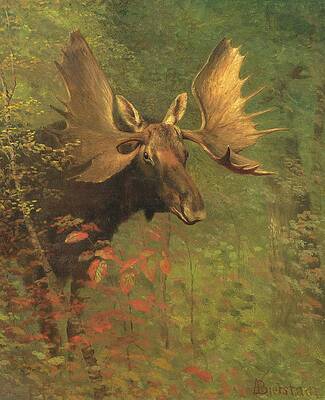 Study of a moose Print by Albert Bierstadt