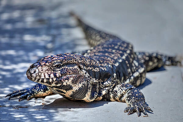 Tegu nelson new arrivals