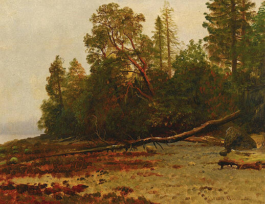 The Fallen Tree Print by Albert Bierstadt