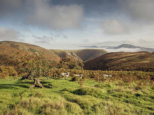 The Hawthorn tree by Richard Greswell The Hawthorn tree by Richard Greswell