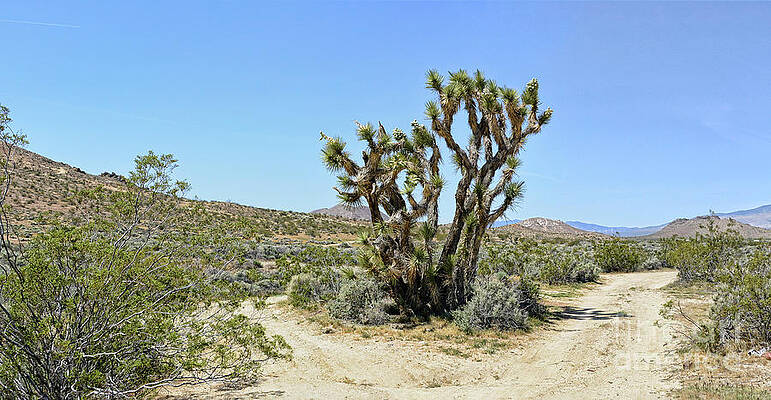 Wall Art - Photograph - The Joshua Tree #1 by Joe Lach
