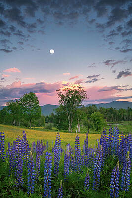 Wall Art - Photograph - The Moon Rises Above #1 by Darylann Leonard Photography