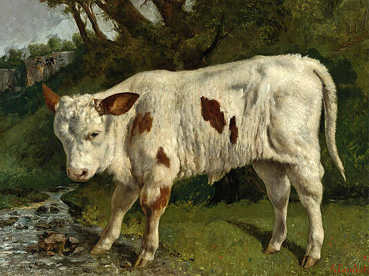 The White Calf Print by Gustave Courbet